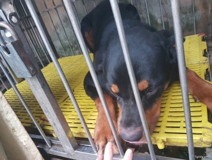 nha e có 1 e Chó rottweiler được hơn 1 năm tuổi cần tìm nhà mới do bố