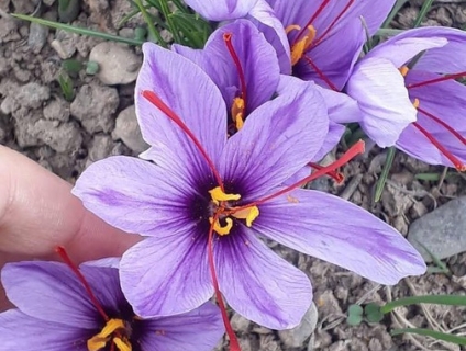 Saffron Nhụy Hoa Nghệ Tây chuẩn Iran hàng loại 1 Supper Negin