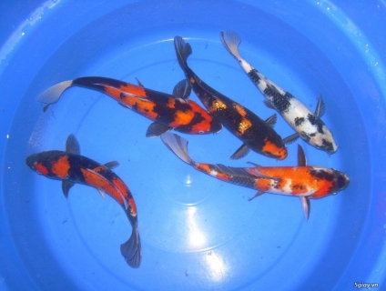 MỞ BÁN LÔ KOI F1 CHẤT LƯỢNG CAO SHOWA, HI UTSURI, SHIRO GIÁ RẺ