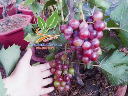 Nho Pháp Leo Giàn chìu lòng khách hàng!