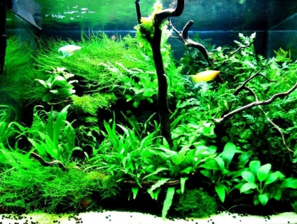 Cửa hàng thủy sinh SaiGon Aqua chuyên cung cấp phụ kiện, cây, cá tép cảnh thủy sinh.