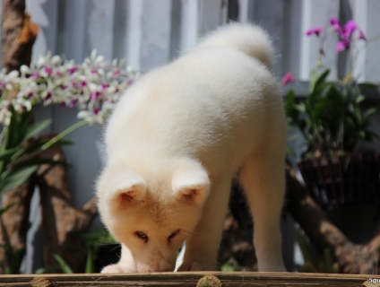 Akita inu trắng