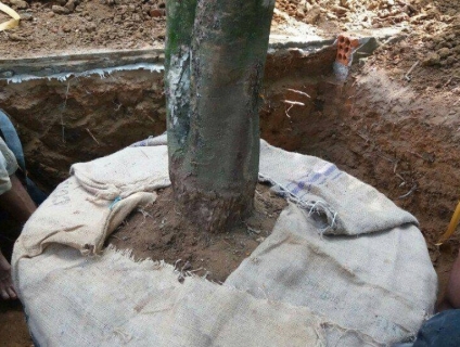 Chuyên cung cấp Bao Bố (Bao đay)