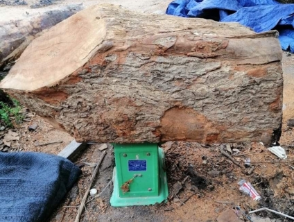 Bán gốc cây xá xị đỏ