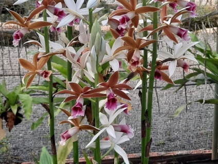 mk có  it lan hạt đỉnh bán  choi tết nhé ai mua lh ạ