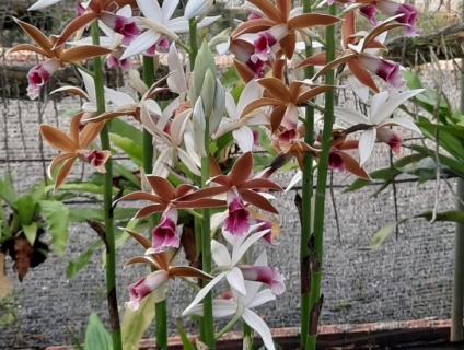 lan hạt đỉnh chơi tết