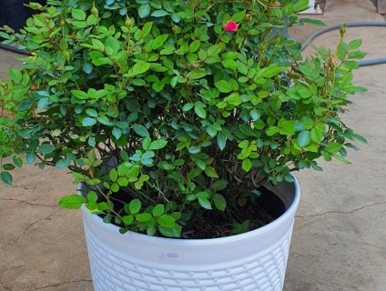 Chậu Việt Nhật mây thúng trắng - sản xuất chậu nhựa giá rẻ giá sỉ