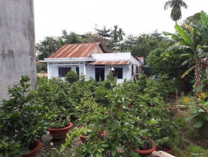 Nhận Chăm Sóc Mai Sau Tết - Vườn Mai Hai Nghĩa Quận 9, TP Thủ Đức