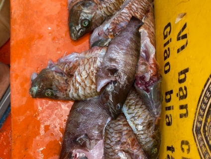 Lặn ngắm san hô , bắt ốc , du lịch biển nha trang