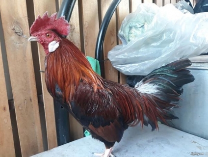 Bán Gà đá tiền - 10 tháng zin ace cần liên hệ 0932722386