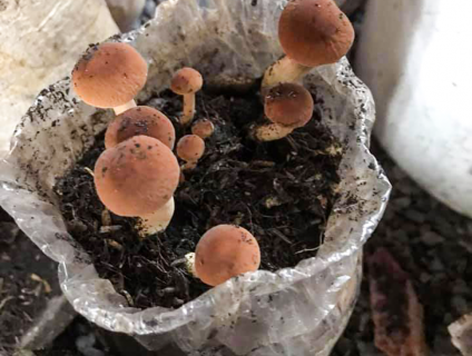 Phôi nấm trồng tươi bịch 1kg2