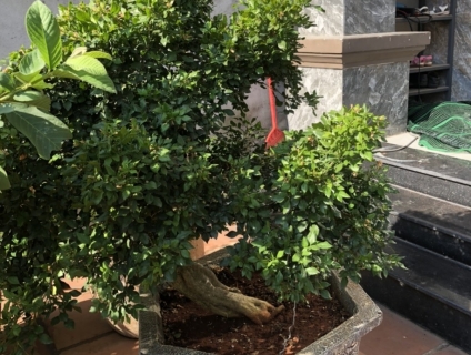 Mình cần bán cây nguyệt quế