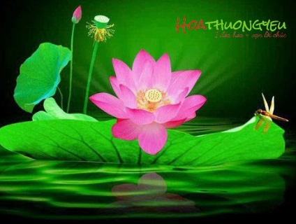 Top 10 loài hoa đẹp nhất Việt Nam