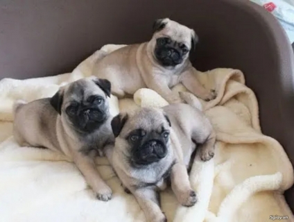 Phối Chó Pug Tại HCM - Phối giống Pug  - Phối giống chó Pug mặt xệ