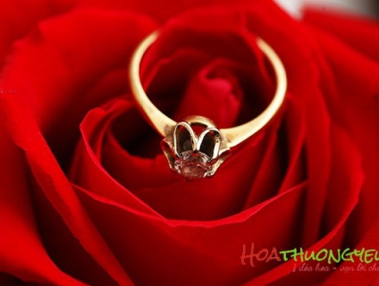 Hoa cầu hôn - Dịch vụ điện hoa cho ngày trọng đại