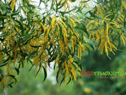 Hoa keo – Loài hoa của tình yêu huyền bí và hoang dại đam mê