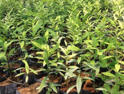 BÁN GIỐNG ĐÀN HƯƠNG UY TÍN GIÁ RẺ NHẤT