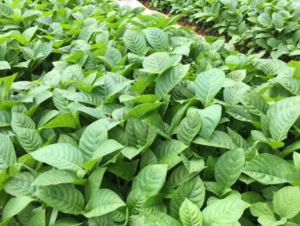 CÂY GÁO VÀNG GIÁ RẺ