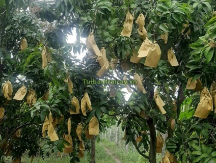 Địa chỉ sản xuất túi bao trái cây giá rẻ