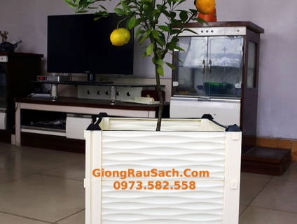 Chậu Ghép Thông Minh Trồng Cây Cảnh Trồng Hoa giá rẻ đẹp 50*50*39cm