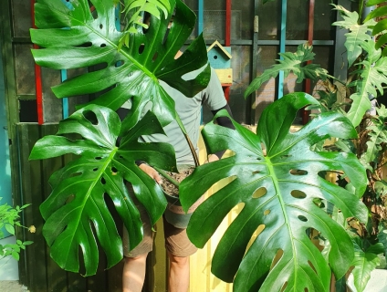 Cây Trầu Bà Nam Mỹ trang trí nội thất