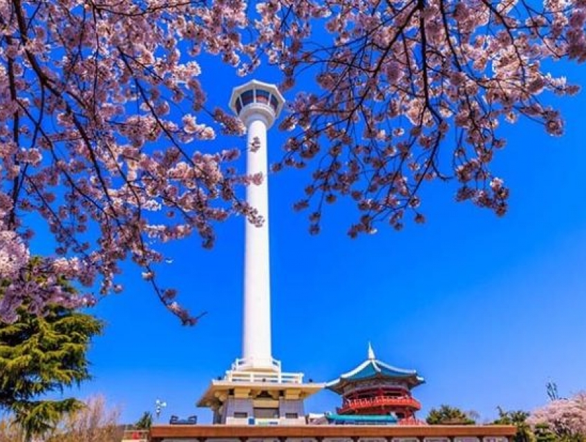 Mùa hoa anh đào du lịch tour Hàn Quốc