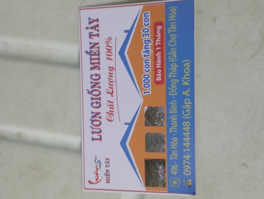 Lươn giống thuần vip