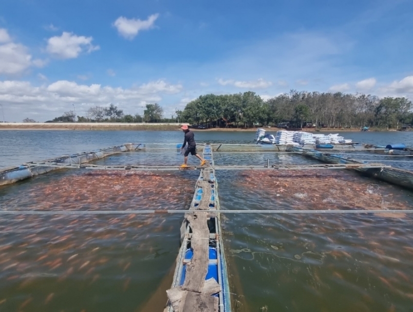 Bán cá Thịt, Cá Giống Các Loại ở Buôn Ma Thuột, Đăk Lăk và tây nguyên