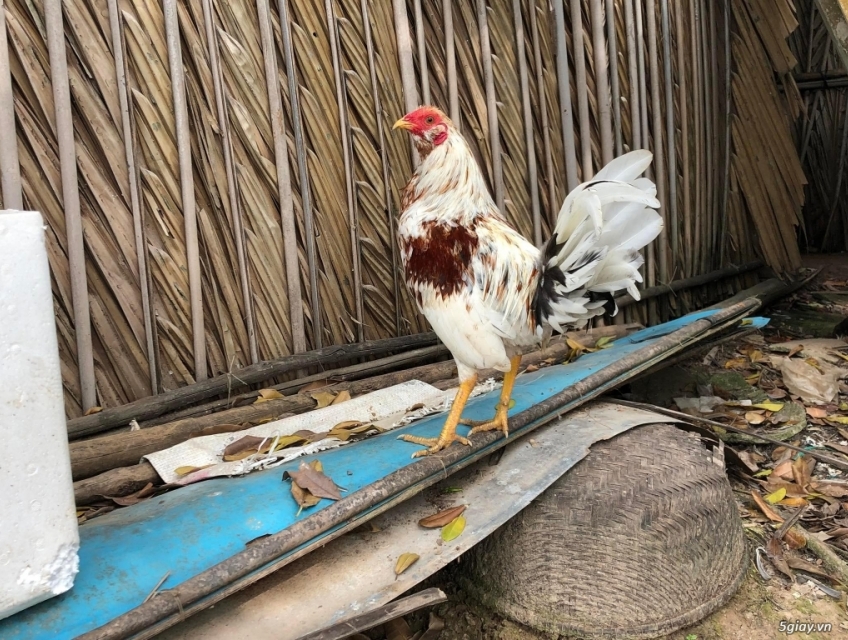 Cung cấp gà nọc và gà đá chất lượng uy tín