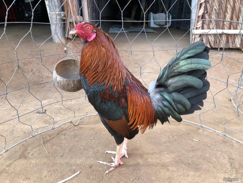 Điều chân trắng cuban kelso 1kg2