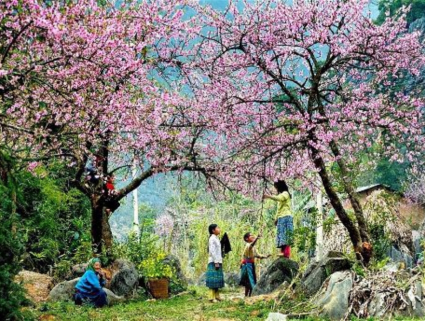 Miền Đá Nở Hoa