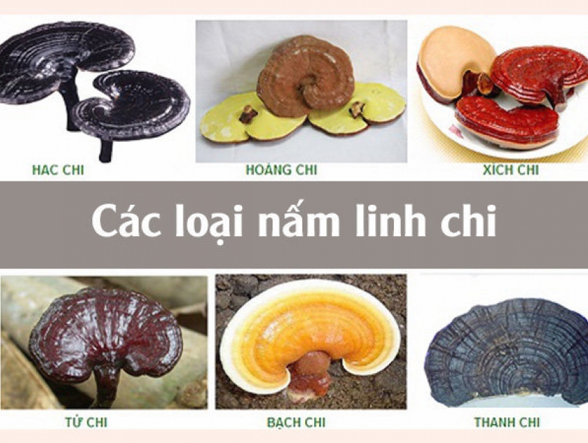 Các loại nấm linh chi thông dụng
