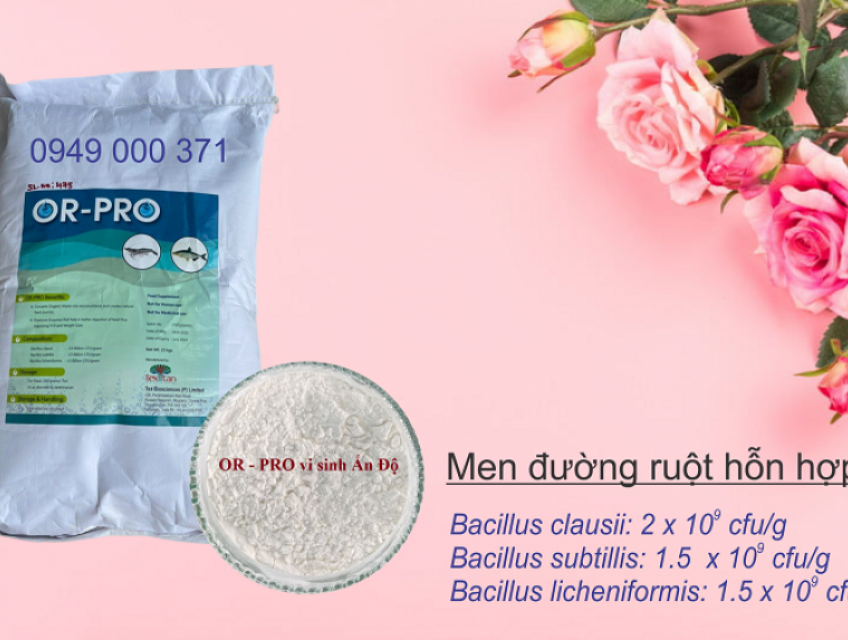 Men vi sinh hỗn hợp các chủng Bacillus cho thủy sản