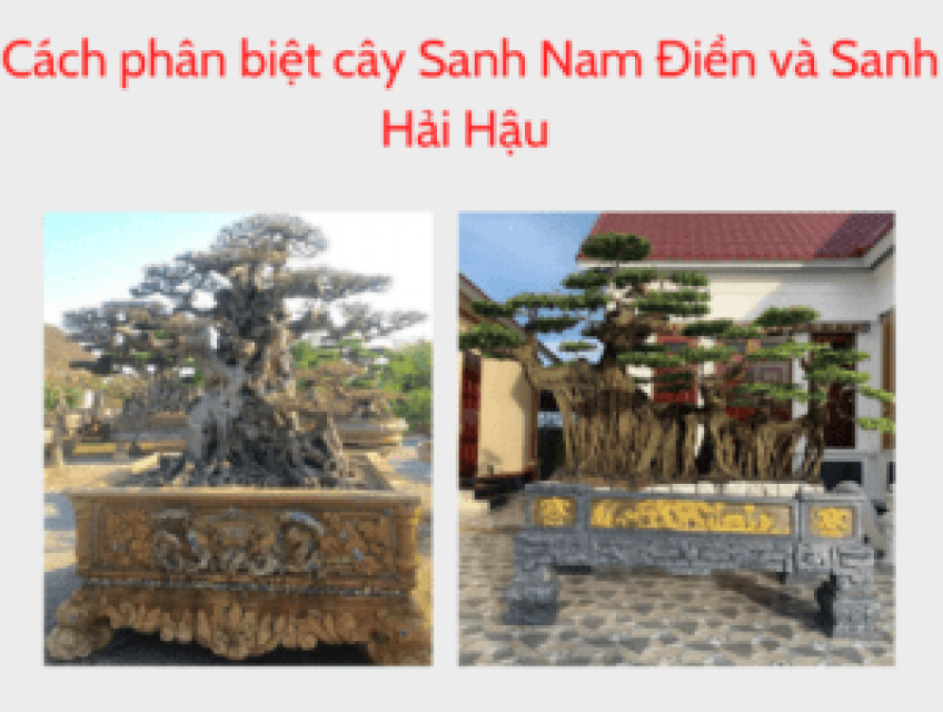 Cách Phân Biệt Cây Sanh Nam Điền Và Sanh Hải Hậu