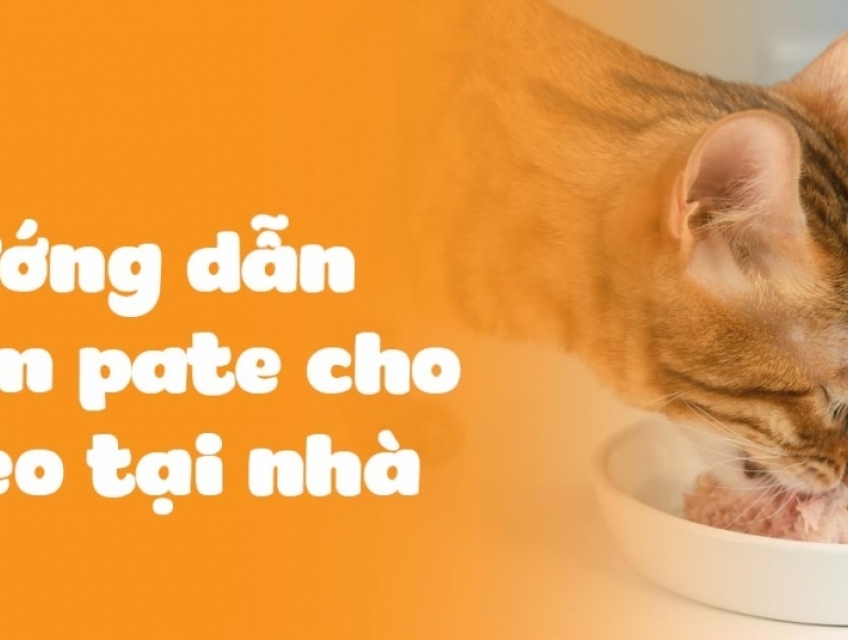 cách làm pate bò cho mèo