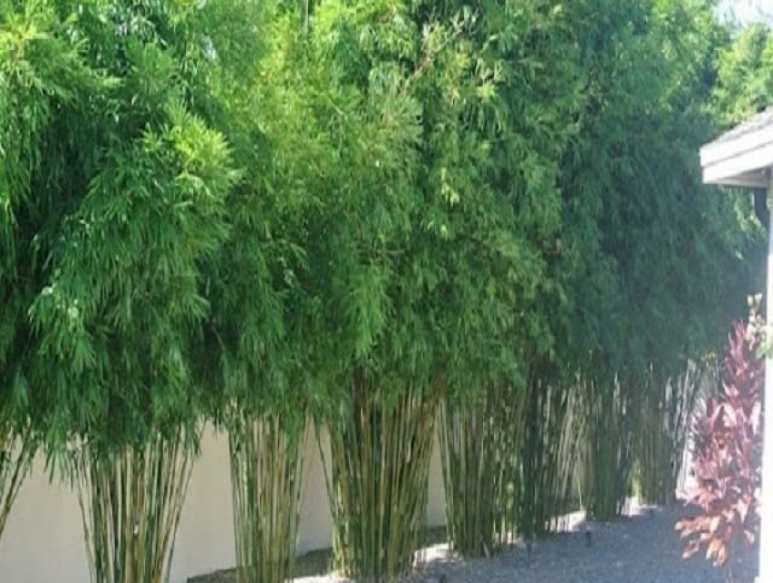 Trúc xanh là cây gì, trồng ở đâu, có những công dụng nào?