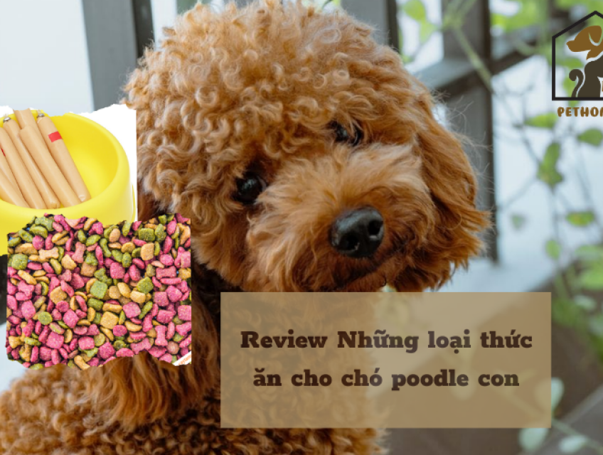 Chó Poodle là loài chó gì