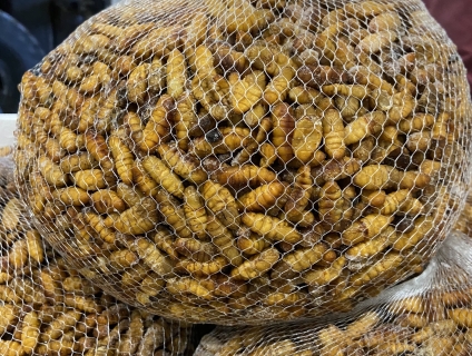 Nhộng vàng cung cấp quán nhậu nhà hàng