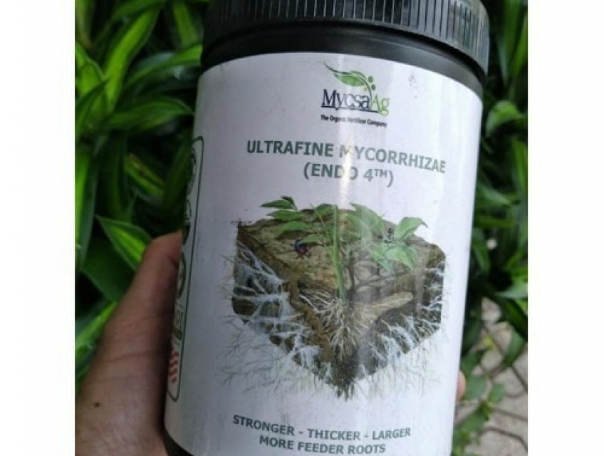 Nấm rể  ULTRAFINE MYCORRHIZA giúp tăng năng suất cây trồng