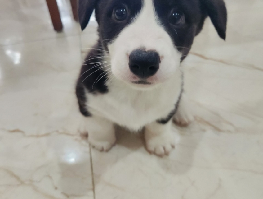 Bán Chó Corgi Thuần Chủng