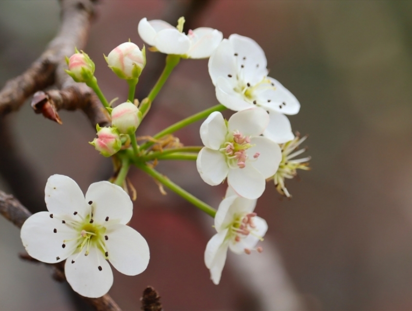 tour du lịch bắc hà