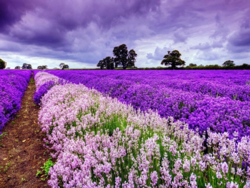 Hoa oải hương có ý nghĩa gì? Quốc hoa người thương Đào Nha