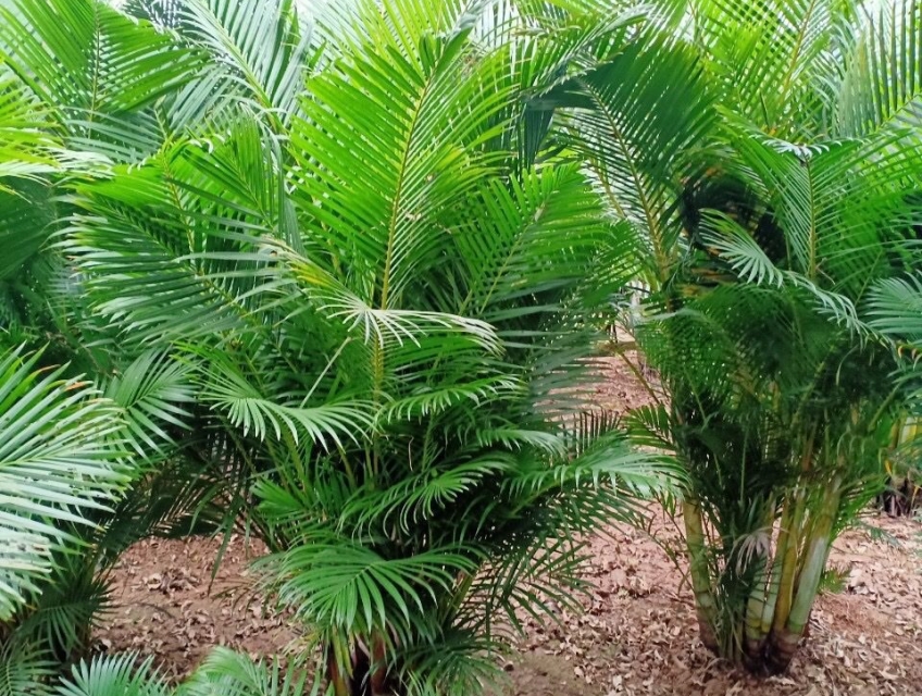 Công dụng của Cây Cau Lụa? Cây Cau Lụa chất lượng, giá rẻ ?