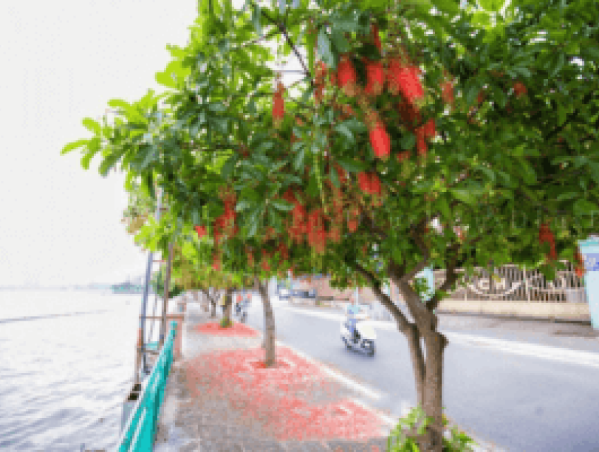 Nguồn gốc, đặc điểm chung và phân loại Cây Lộc Vừng?