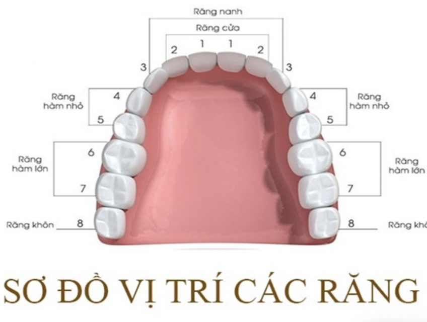 Nhổ răng số 4 là răng nào? có ảnh hưởng không?