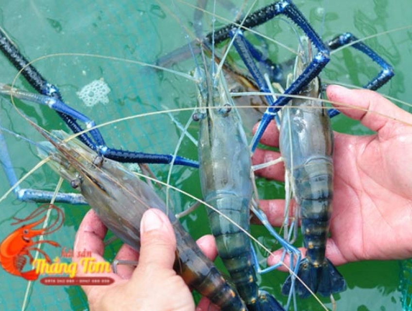 Địa Chỉ Bán Tôm Càng Xanh Đủ Các Size Giá Rẻ Tại TPHCM