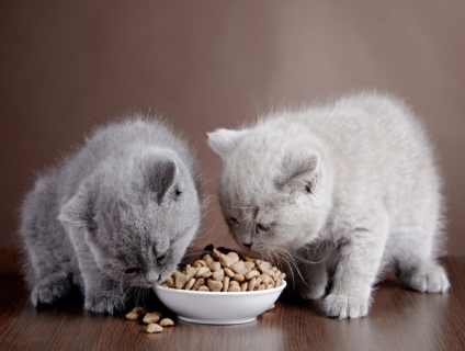 Tại sao cần chú trọng, lưu ý trong việc lựa chọn thức ăn cho mèo