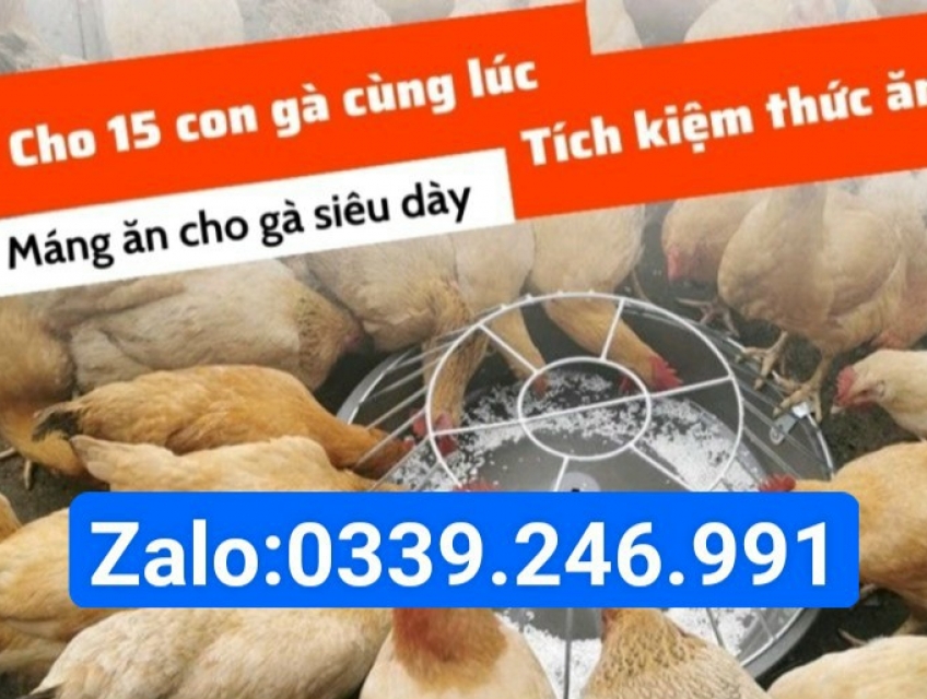 Máng ăn chống bới cho gà giá tốt