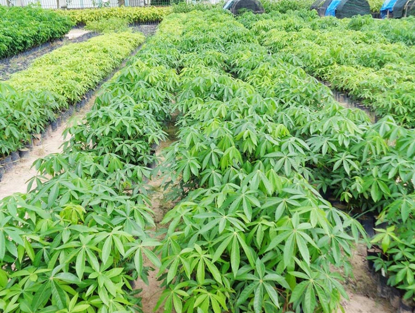 Cung Cấp Cây Giống Mủ Trôm Uy Tín Chất Lượng