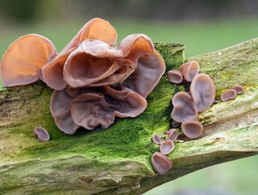 Điểm đặc biệt của mộc nhĩ Sapa